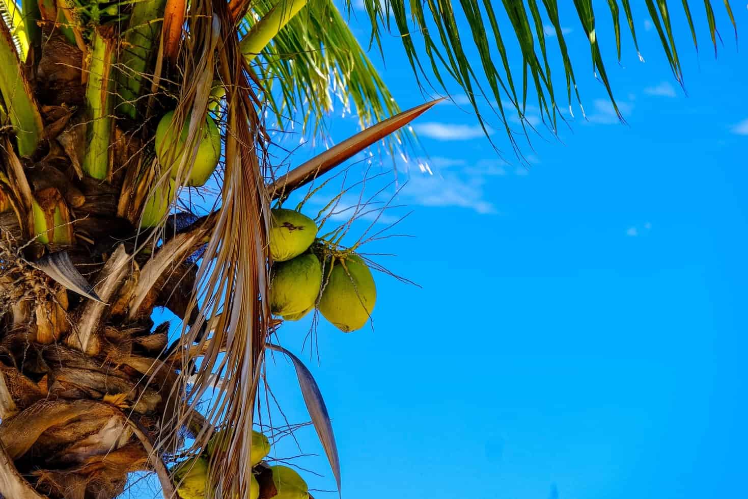 Accent Reduction Part II: Why I talk about Coconuts in Accent Reduction Training 